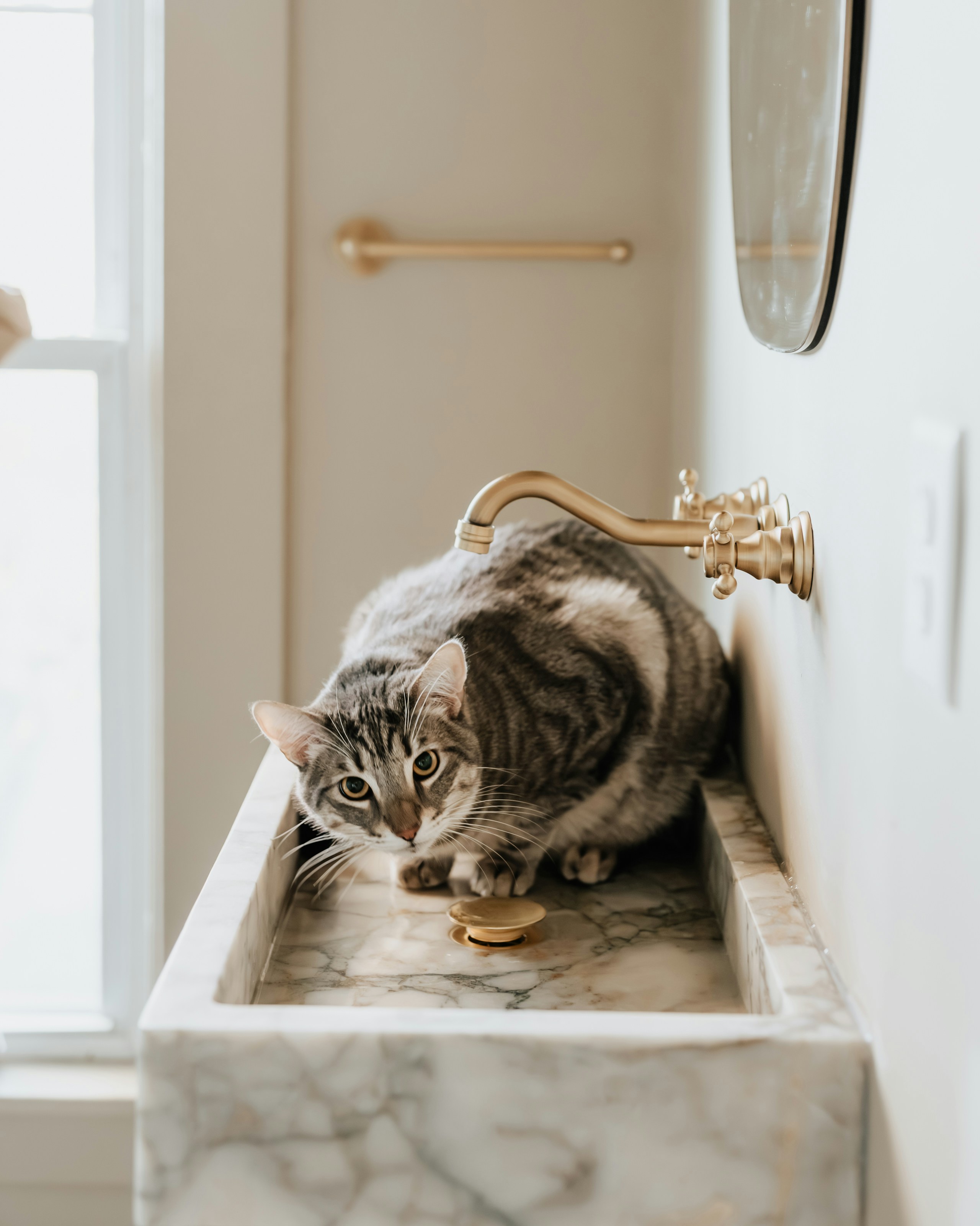 The Cost of Owning Pets When You're in Debt